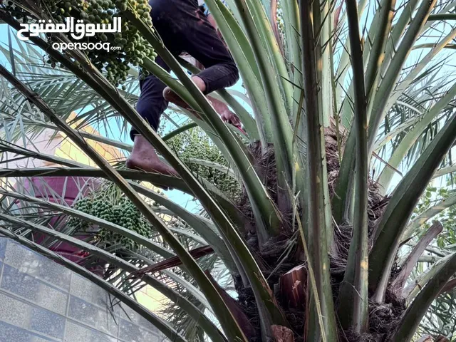 يوجد فسايل نخيل برحي للبيع