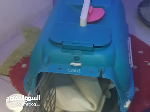 بيع قطه مع شهاده التطعيم سكوتش فولد