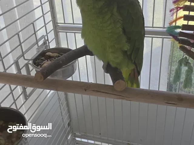 ببغاء أمازون فوول كلام العمر سنة واحدة وأليف