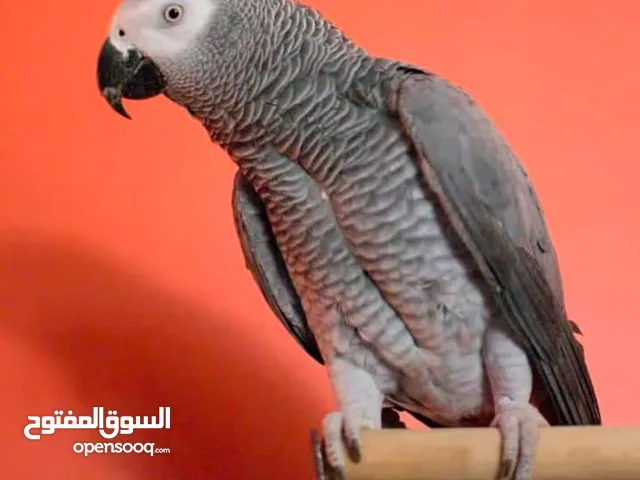 African Grey and Blue Fronted AMAZON