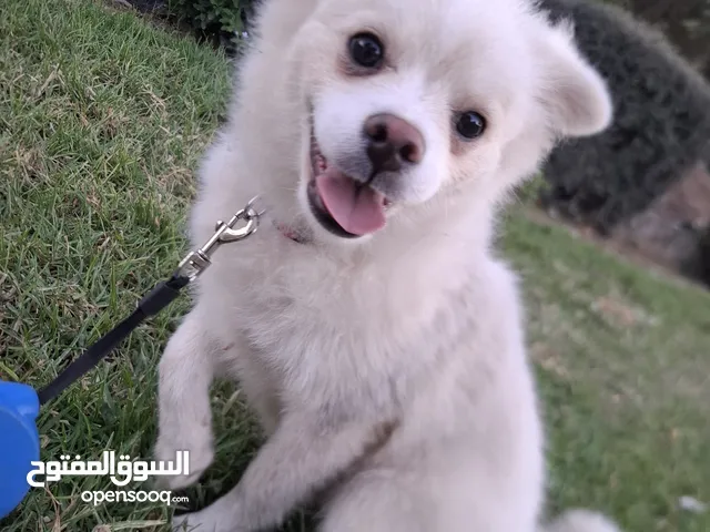 بوميرينيان للبيع