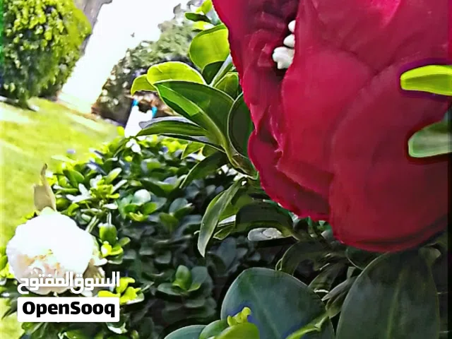 السلام عليكم غني تنسيق وتزيين حدائق تعشيب ارضيات استراحات منازل