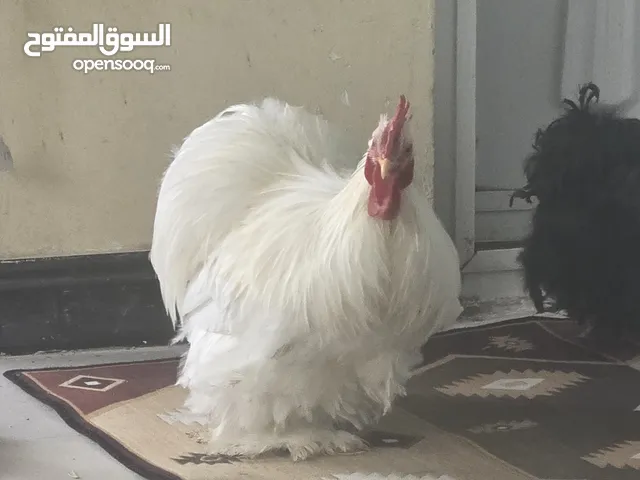 ديك كوشن للبيع