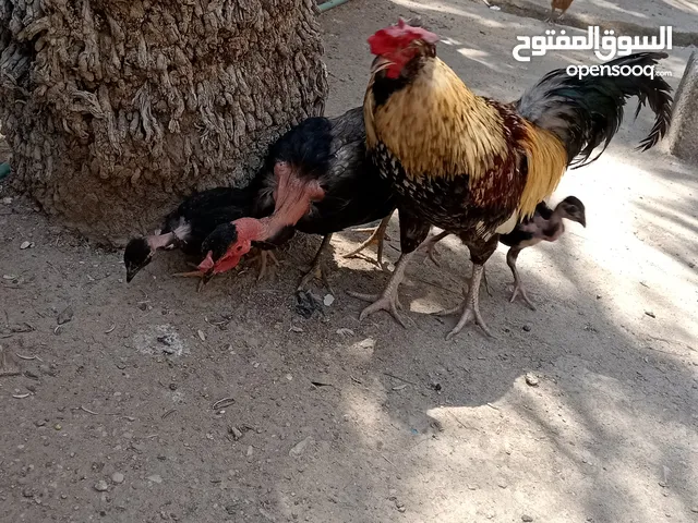 متاح ديج شمسي ابو لحيه للبيع سعر 15
