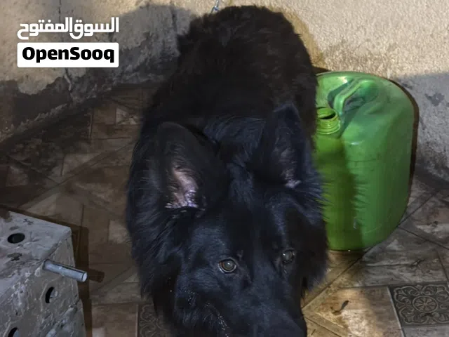 جلب للبيع.