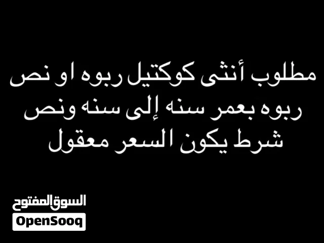 مطلوب أنثى كوكتيل ربوه او نص ربوه بين عمر سنه إلى سنه ونص بشرط الصحة وسعر المعقول