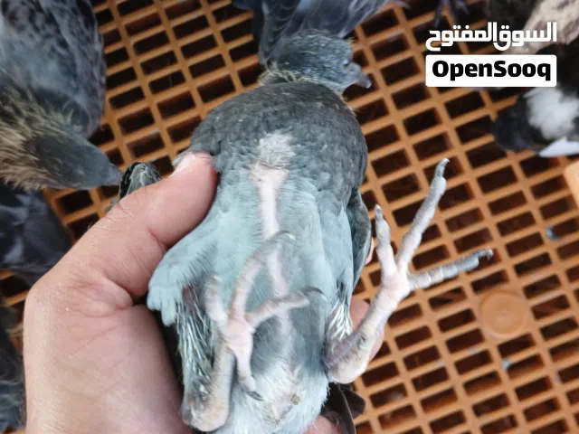 حمام فروخ للبيع