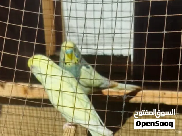 طيور حب للبيع