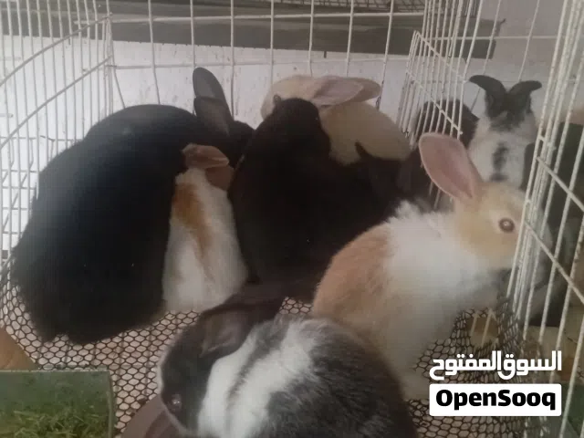ارانب المانيات للبيع الأمهات 4 و الذكور 2 و الجرواي 26 و توا 2 مجريات كل وحدة تحتها 7