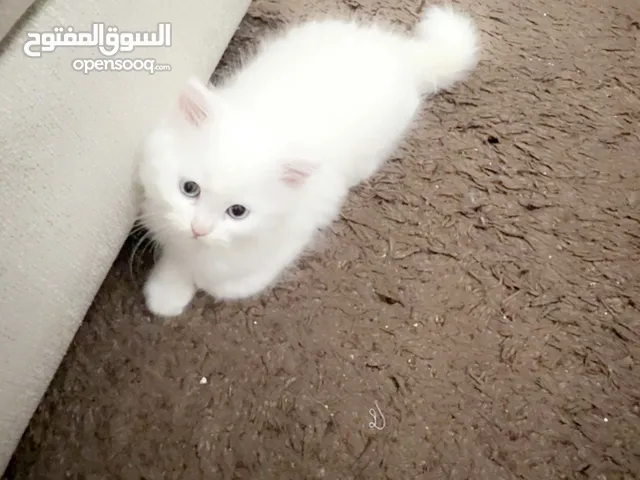 قطط بيور ذكور وإناث برسيان