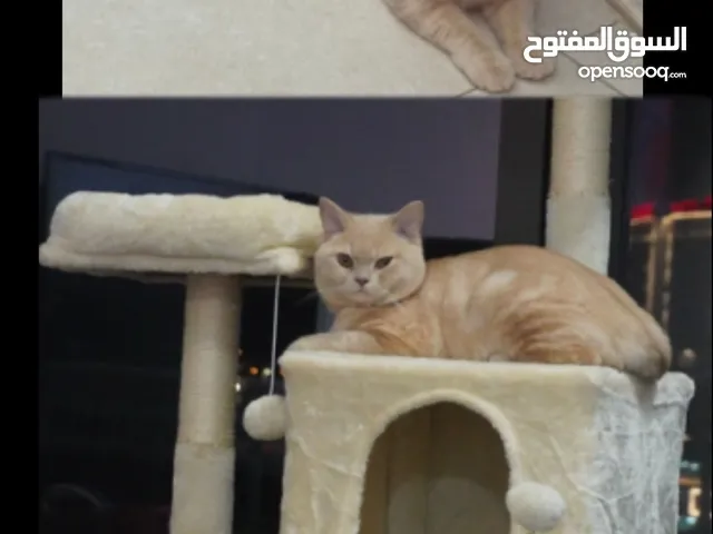 قط للتبني مكس بريتش