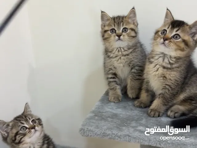 مكس سكوتش فولد ستريت هير و قولد شينشيلا