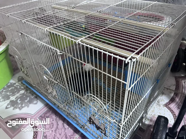 قفص للبيع مع + طير حب واحد لون ازرق جميل جدا وهاديء