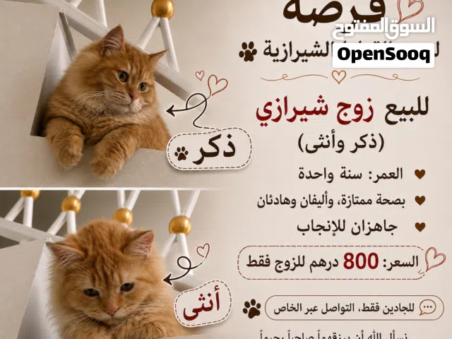قطط / زوج شيرازي