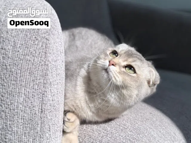 قط ذكر سكوتش فولد