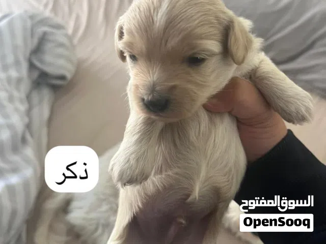 كلاب مالتيبو للحجز