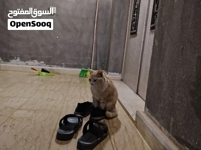 190 m2 3 Bedrooms Townhouse for Sale in Tobruk Hai Al Andalus