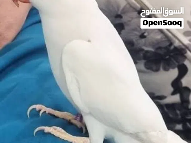 ببغاء أبيض متكلم أليف درة البينو نوادر عرض خاص ولمدة 24 ساعة فقط بمناسبة عيد الأضحى المبارك