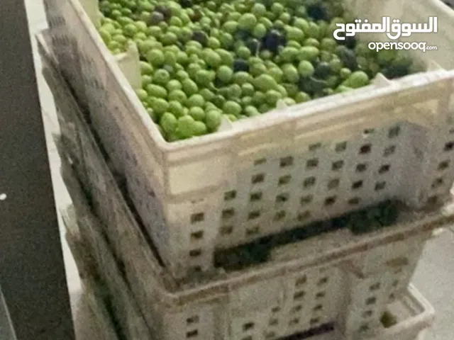 زيت زيتون الجبل الاخضر