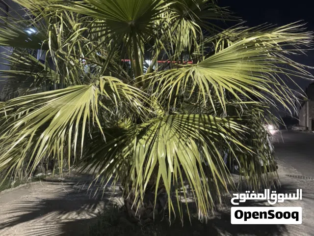 شجر نخيل للبيع