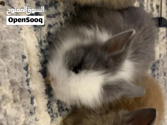 ارانب نظيفة وأليفة dwarf bunnies