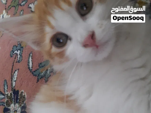 قط للتبني لعوب جدا