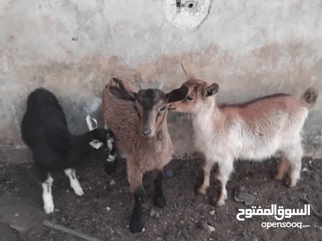ماعز البينو للبيع