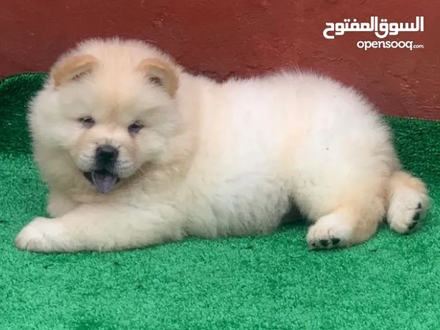 chiot chow chow female age 50 jeur