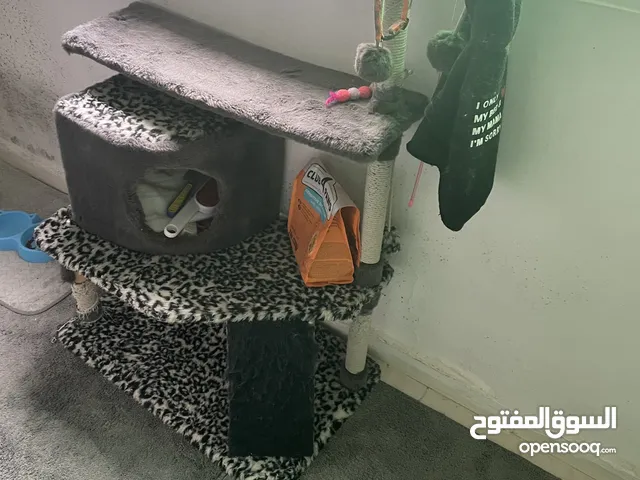 خداشة قطط وبيت