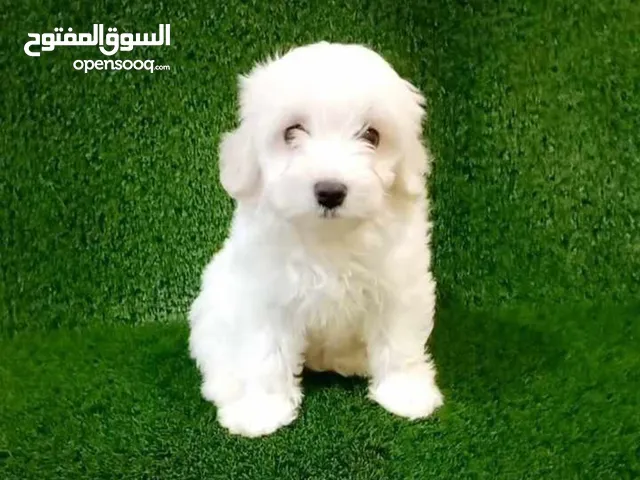 Mini Maltese puppy