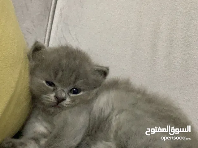 Beautiful scottish kitten playful smart & clorful eyes.