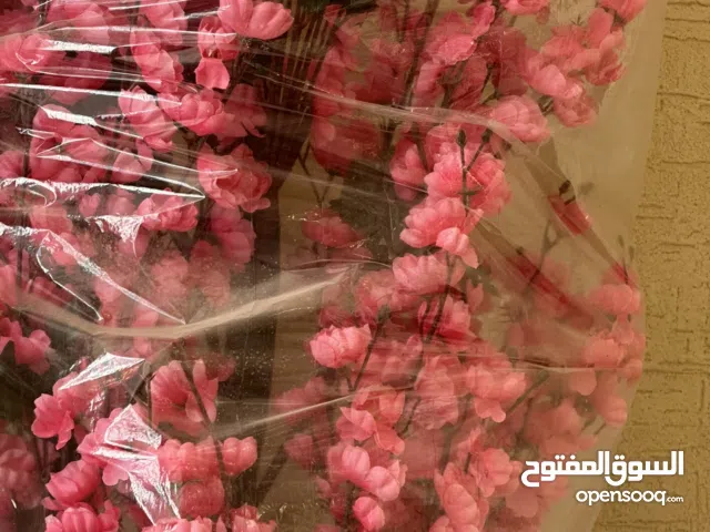 شجر زينه للبيع