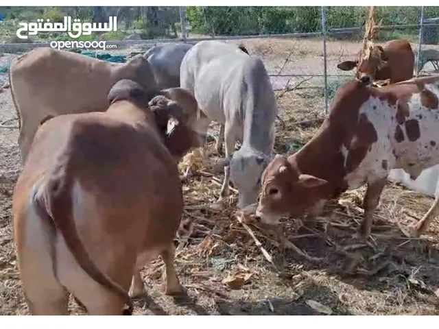 Cows for sell