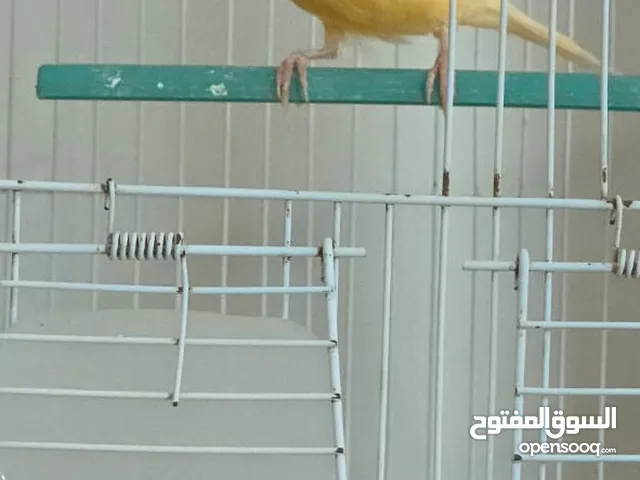ذكر كنار تغريد ناااااارر