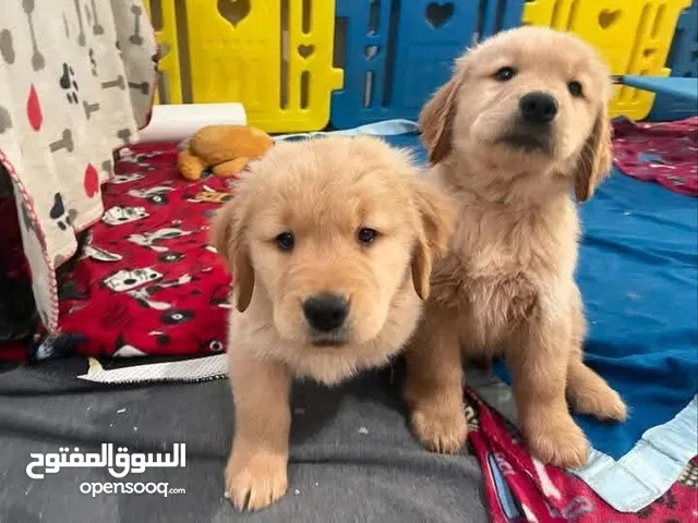 جولدن ريتريفر مميزه