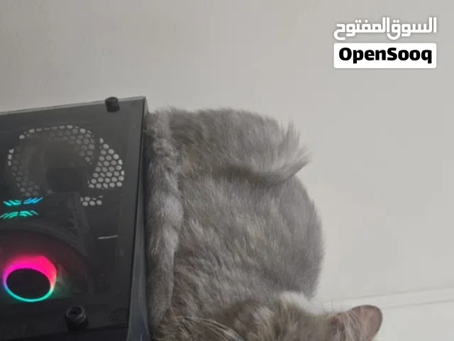 year old persian female cat. took 2 vaccinations and needs one more