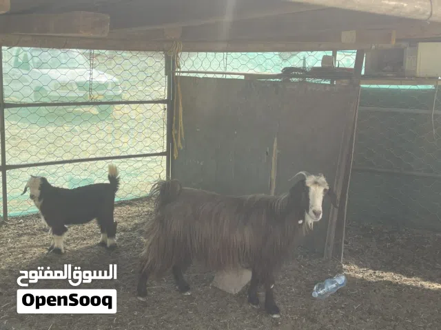 شاه تحته صخل الصحة ممتازه وخاله مجميع عذاريب  ضروع  اسنان كل شي سليم