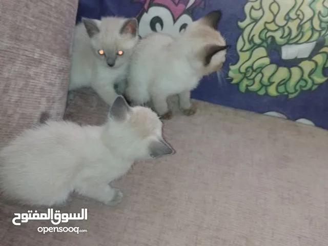 اربعة قطط سيامي ذو اللون الرمادي