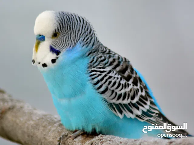 Bring Home the Joyful Colorful budgie Charm of the Budgie Parrot