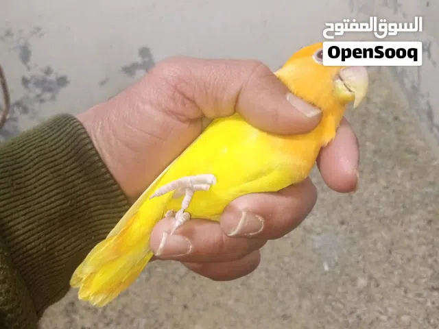 متاح جوز روز اوب لاين اورنج منتج نخب اول اعلى مستوى في الروز حجم وصبغه الله يبارك قابل للبدل