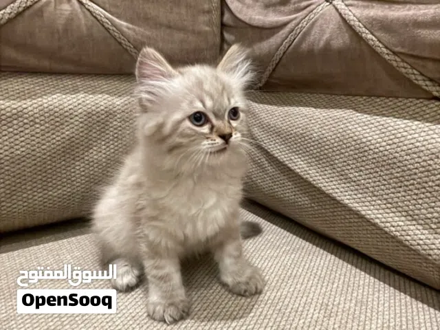 ًًًً  ًً قطط