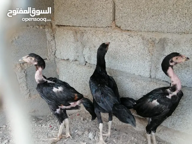 للبيع اطيور