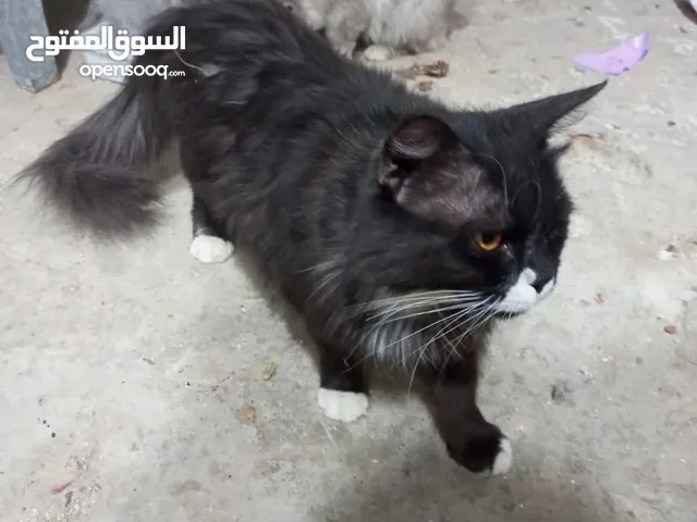قطط للبيع سعر مناسب