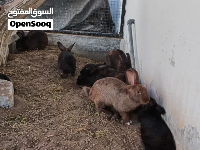 أرنب هولندي