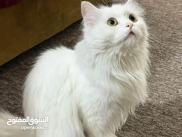 قطة شيرازي انثى بيضاء "معقمة"