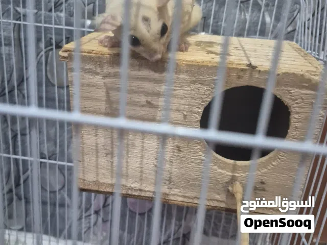 شوقر قلايدر/sugar glider