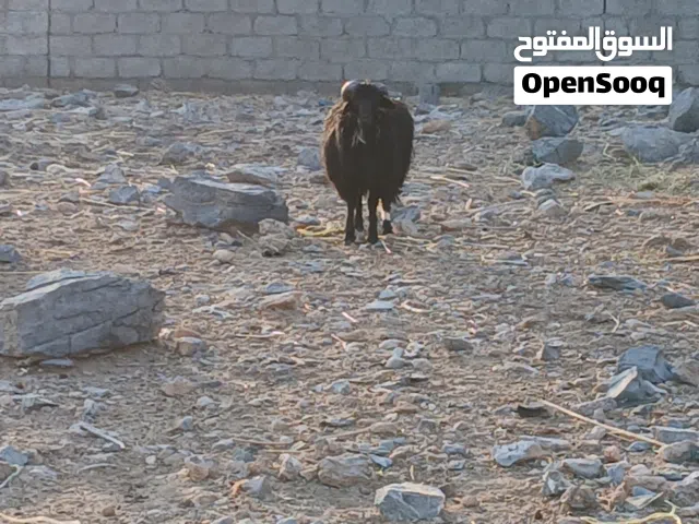 للبيع كبش عماني أصل