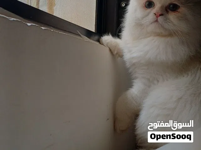 قط للتبني مكس