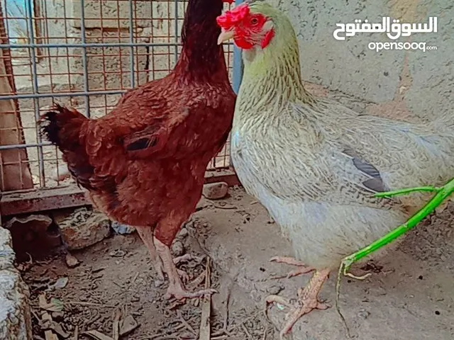 دجاجتين عرب خط اول بياض وحدة شوكية والثانية حمرة