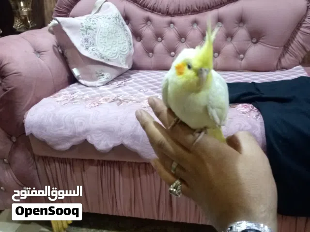 كوكتيل اليموني ربه